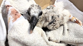 Etwas zerzaust, aber sonst wohlauf: Das gerettete Storchenbaby in Freinsheim.