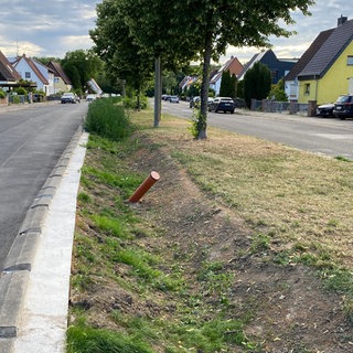 Hitzeschutz und Starkregen-Vorsorge in der Damaschkestraße Ludwigshafen: Die Fahrspuren wurden schmaler gemacht und ein Versickerungsgraben angelegt. 