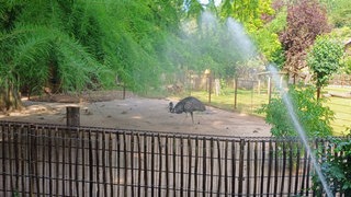 Zoo Landau sorgt für Kühlung bei seinen Tieren - Emus werden mit dem Wasserschlauch geduscht