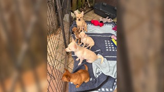 Das Bild zeigt fünf der Chihuahuas, die in der Pfalz von Unbekannten ausgesetzt worden sind. Einige von ihnen haben jetzt neue Besitzer gefunden. 
