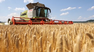 Ein Mähdrescher ist in einem Getreidefeld unterwegs. In der Südpfalz hat die Getreideernte früher angefangen als sonst. Das hat der Bauern- und Winzerverbands Rheinland-Pfalz Süd mitgeteilt und macht die Hitzewelle mit fast 40 Grad dafür verantwortlich.