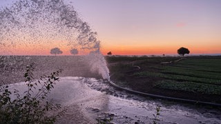 Ein geplatzter Schlauch setzte die A65 bei Deidesheim kurzzeitig unter Wasser. Laut Polizei stand für den Verkehr Gefahr durch Aquaplaning, die Stelle wurde abgesperrt. Der zuständige Landwirt konnte schnell gefunden werden, er stellte die Bewässerung ab 