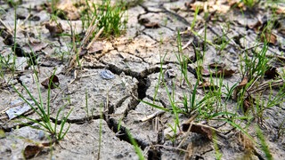Die Hitze stellt Landwirte und Winzer in der Pfalz vor immer größeren Herausforderungen. 