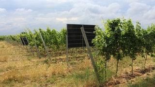Agri-PV