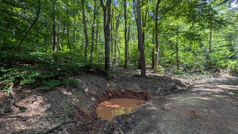 Was richtet die Hitze im Pfälzerwald an?