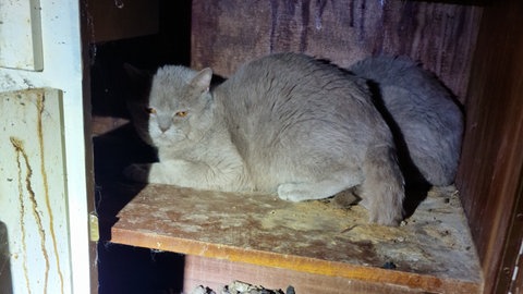 Eine verwahrloste Katze sitzt in einem Schrank. Sie ist eine von 22 Katzen, die das Veterinäramt in Ludwigshafen beschlagnahmt hat.