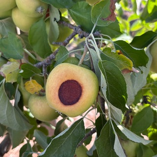 Obstbauern in der Pfalz in der Krise 