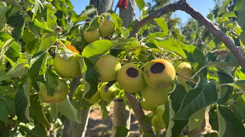 Obstbauern in der Pfalz in der Krise 
