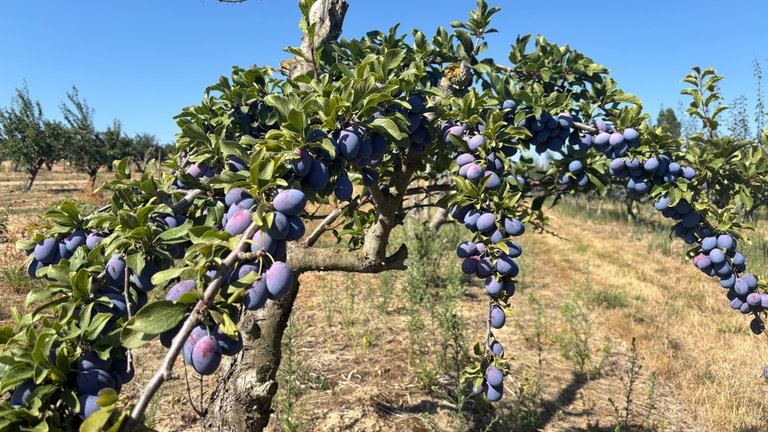 Pflaumenbaum 