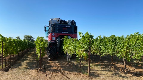 Start der Wederweißer Weinlese