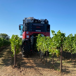 Start der Wederweißer Weinlese