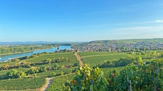 Blick über die Weinberge nach Nierstein