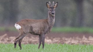 Ein Reh steht auf einer Wiese. 