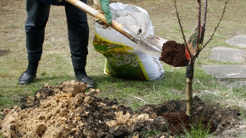 75 Laubbäume sind bei der Aktion "Geschenkter Baum" in Mainz im Jahr 2024 gepflanzt worden.