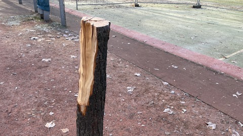 Fünf Bäume sind auf dem Spielplatz wahrscheinlich mit Axt und Säge zerstört worden.