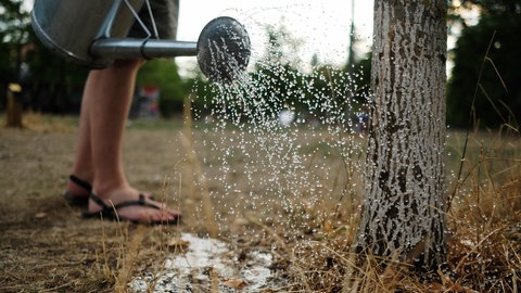 Eine Frau in Sandalen gießt im Sommer einen jungen Baum mit einer Gießkanne.
