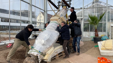 Der neue Riesenkaktus wird in das neue Gewächshaus des Botanischen Gartens Mainz gebracht und von einigen Menschen aufgestellt.