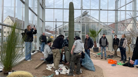 Der neue Riesenkaktus steht in dem neuem Gewächshaus im Botanischen Garten Mainz. Einige Menschen entfernen noch die Verpackung.