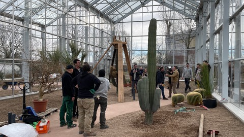 Der neue Riesenkaktus steht in dem neuem Gewächshaus im Botanischen Garten Mainz.