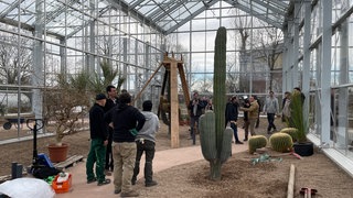 Der neue Riesenkaktus steht in dem neuem Gewächshaus im Botanischen Garten Mainz.