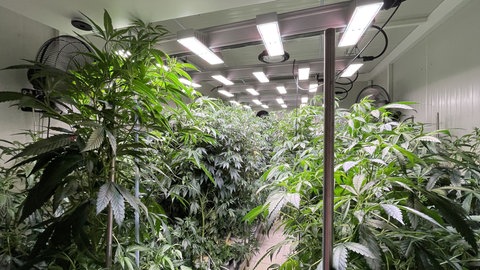 Cannabis-Pflanzen im Cannabis-Club in Wörrstadt.