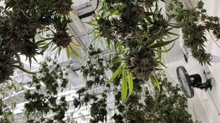 Frisch geerntete Cannabis-Pflanzen hängen im Cannabis-Club in Wörrstadt.