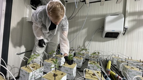 Daniel Ehrlich neben neuen Cannabis-Pflanzen im Cannabis-Club in Wörrstadt.
