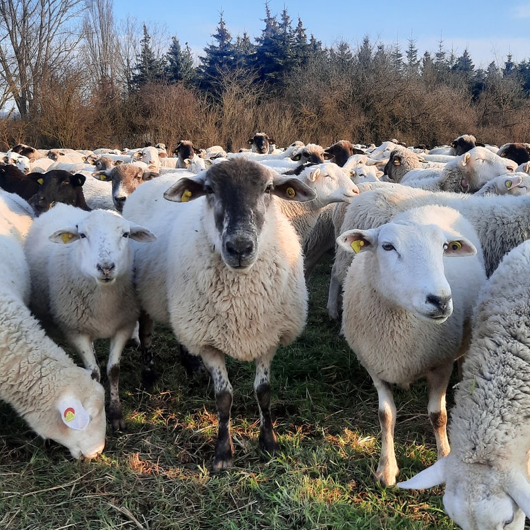 Diese Schafherde wurde im Naturschutzgebiet "Mortkaute" bei Bingen während eines Winterspaziergangs mit Hund abgelichtet.