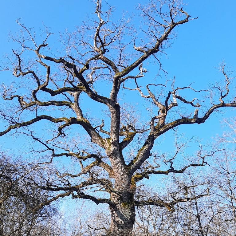Eine rund 400-jährige Eiche im Langenlonsheimer Wald.