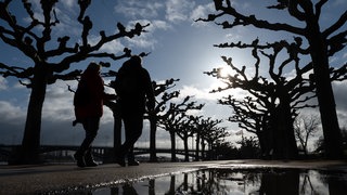 Fußgänger, die bei Sonnenschein durch die kahle Allee an der Mainzer Rheinpromenade laufen, spiegeln sich in einer Pfütze.