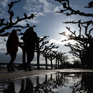 Fußgänger, die bei Sonnenschein durch die kahle Allee an der Mainzer Rheinpromenade laufen, spiegeln sich in einer Pfütze.