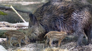 Eine Wildsau mit zwei Frischlingen: Im Kreis Mainz-Bingen sind einige Regelungen zu Bekämpfung der Afrikanischen Schweinepest gelockert werden.