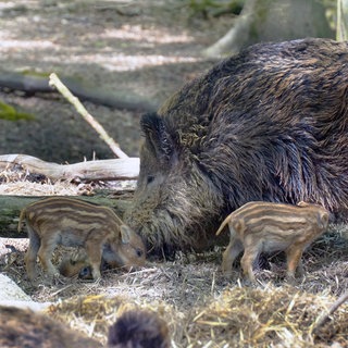 Eine Wildsau mit zwei Frischlingen: Im Kreis Mainz-Bingen sind einige Regelungen zu Bekämpfung der Afrikanischen Schweinepest gelockert werden.