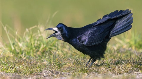 Saatkrähen richten in der Landwirtschaft in Rheinhessen große Schäden an.