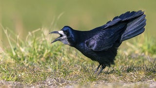 Saatkrähen richten in der Landwirtschaft in Rheinhessen große Schäden an.