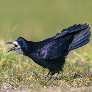 Saatkrähen richten in der Landwirtschaft in Rheinhessen große Schäden an.