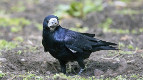 Eine Saatkrähe sucht Futter auf einem Acker: Saatkrähe dürfen weiter abgeschossen werden. Naturschützer sind mit einer Klage vor dem Mainzer Verwaltunngsgericht gescheitert. 
