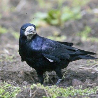 Eine Saatkrähe sucht Futter auf einem Acker: Saatkrähe dürfen weiter abgeschossen werden. Naturschützer sind mit einer Klage vor dem Mainzer Verwaltunngsgericht gescheitert. 