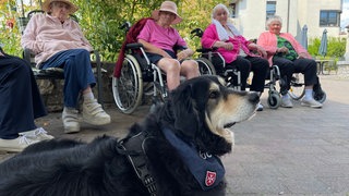 Besuchshund Luca, ein Hovawart, liegt vor alten Damen im Pflegeheim.