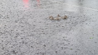 Nach einem Unwetter eine überflutete Straße mit einem Gullydeckel, aus dem Wasser hochdrückt (Symbolbild)