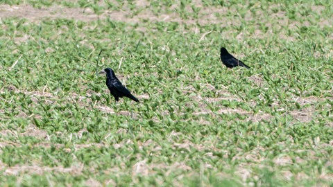 Zwei Saatkrähen sitzen auf einem Feld