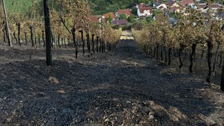 Ein verkohlter Weinberg in Raumbach. Die Funken einer Motorsäge haben das Feuer ausgelöst und zu einem Großbrand geführt