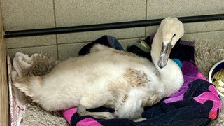 Schwer verletzt mit gebrochenem Flügel liegt der junge Schwan auf einem Handtuch im Mainzer Tierheim.