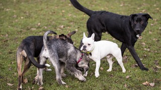 Auf einer Hundewiese können sich die Hunde austoben und KOntakt mit anderen Hunden pflegen.