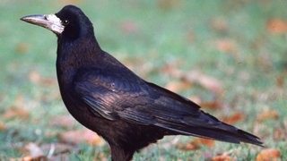 Saatkrähen dürfen unter bestimmten Bedingungen erschossen werden, um die Ernte der Landwirte zu schützen.