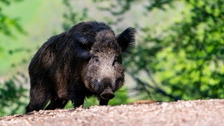 Ein Wildschwein im Wald. Auf den beiden Rheininseln Kisselwörth und Sändchen bei Nackenheim werden jetzt 60 Wildschweine wegen der Schweinepest getötet