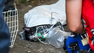 Katze mit Beatmungsgerät