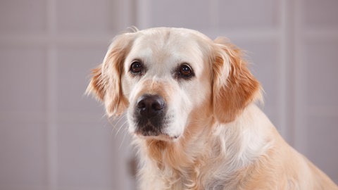 Eine Golden-Retriever-Hündin (Symbolbild). Das Veterinäramt hat einer Besitzerin ihre Hündin nach Misshandlung entzogen. 