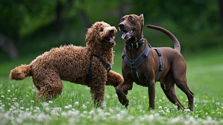 Zwei Hunde spielen auf einer Wiese. Die Stadt Mainz plant eine Hundewiese.