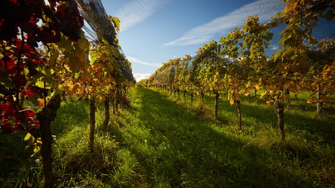 Unbekannte haben in Gundheim von zwei Weinbergen die reifen Trauben geklaut. (Symbolbild)